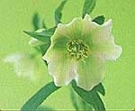 Infratopení Wellina - flower1